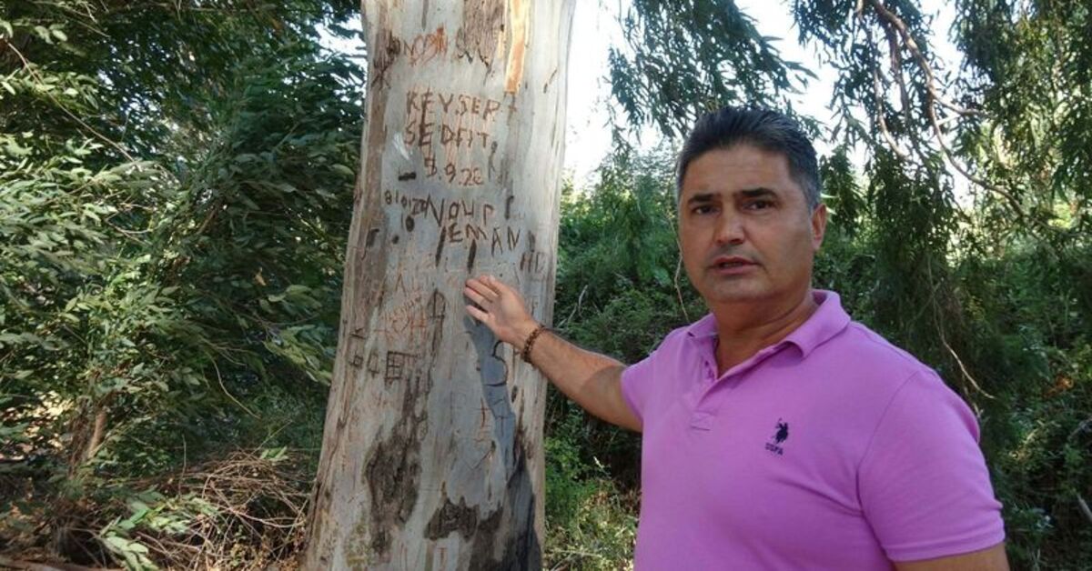 Yazı tahtasına dönen “Aşıklar Yolu”ndaki okaliptuslara tabelalı koruma!