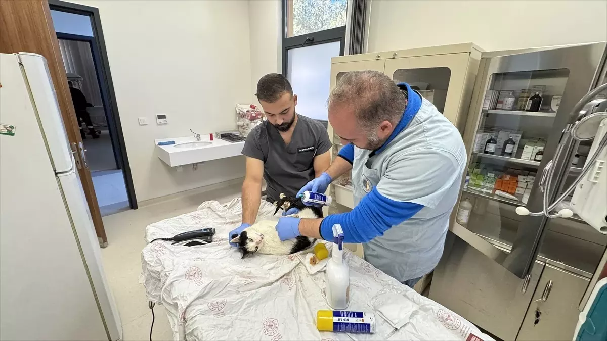 Çorum’da Hayvan Rehabilitasyon Merkezi Açıldı