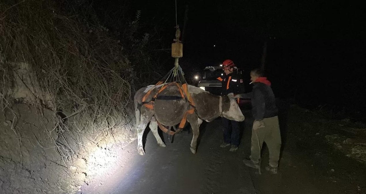 Kayalıklara Düşen İnek AFAD Tarafından Kurtarıldı