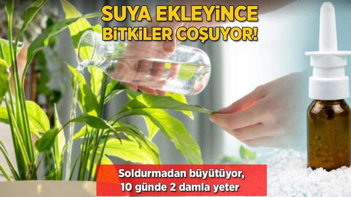 Suyuna ekleyince bitkiler coşuyor! Soldurmadan büyütüyor, 10 günde 2 damla yeter